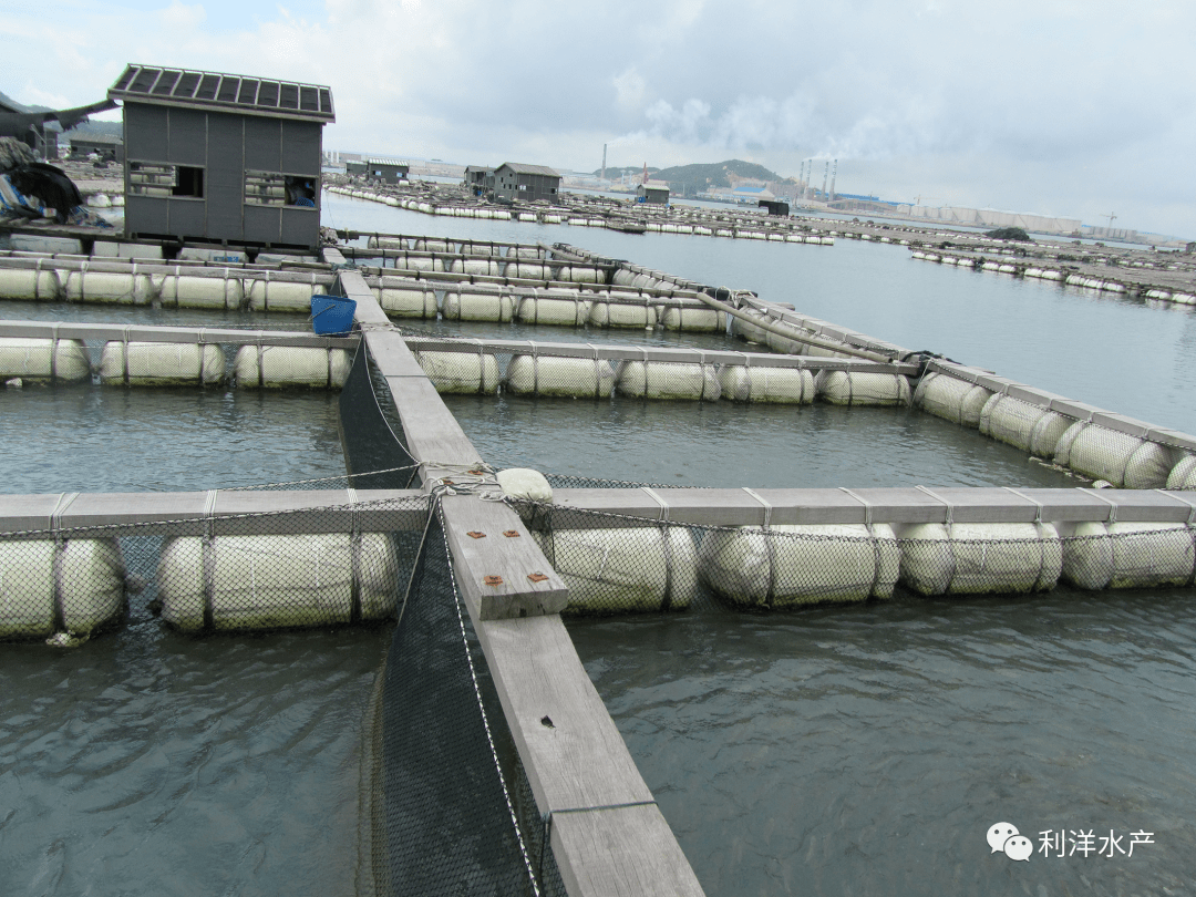 【技术分享】篮子鱼"黑身病"的临床诊断实例(九)_发病_养殖_网箱