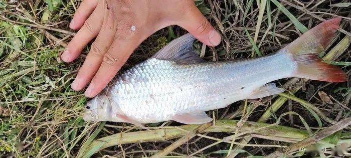 目标锁定石鲫_鱼护_杆子_蚯蚓