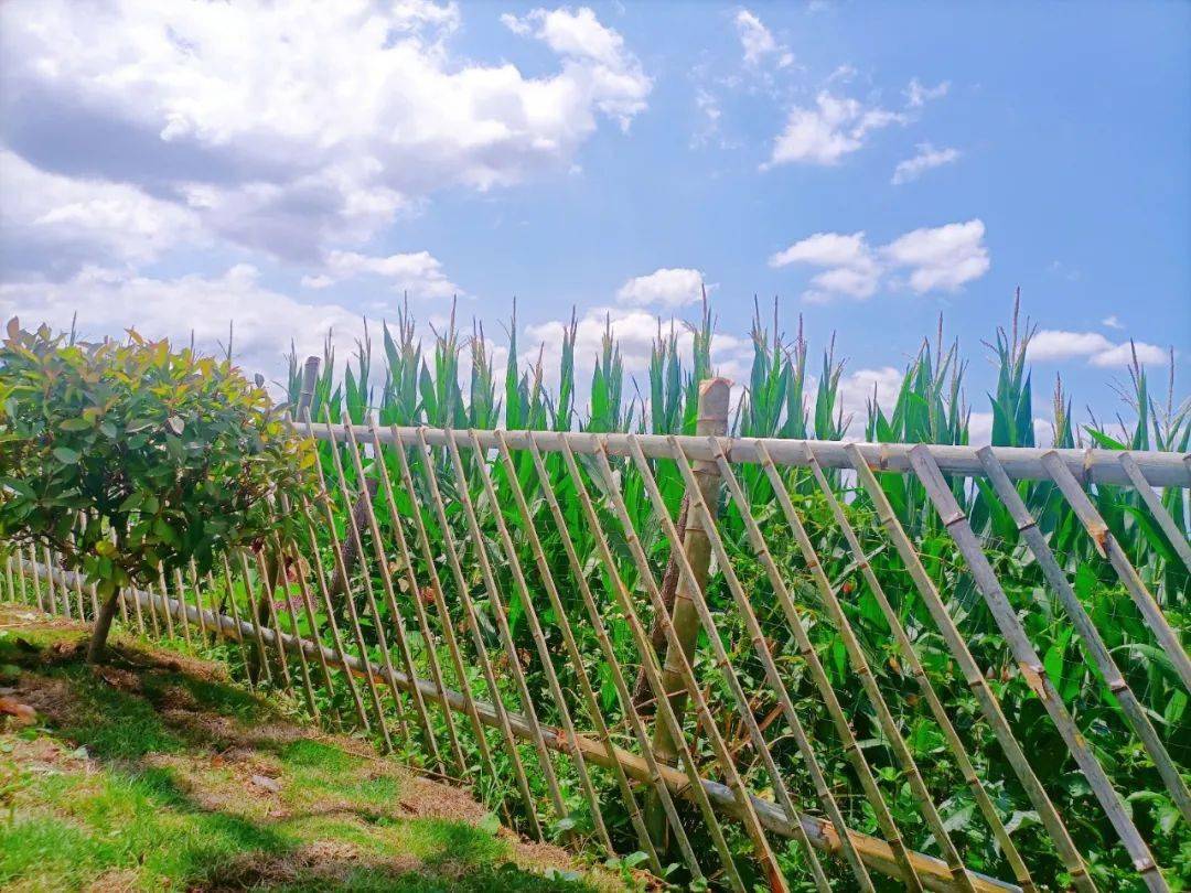 小小竹篱笆,扮靓美丽乡村新颜值_人居_环境_菜园