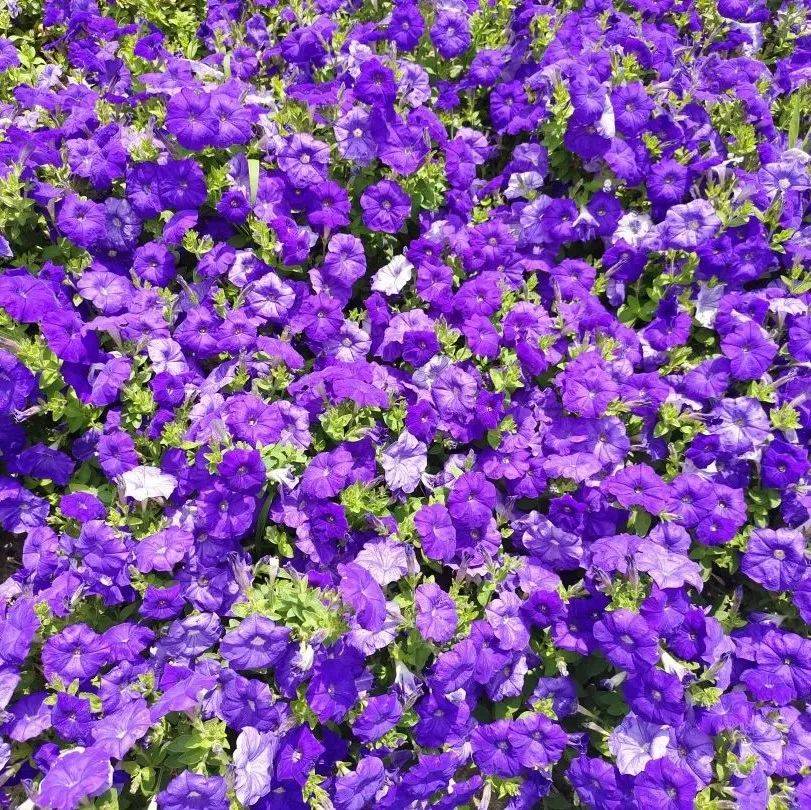 看！泰州，6月花季依然娇艳！_相关_时至_版权