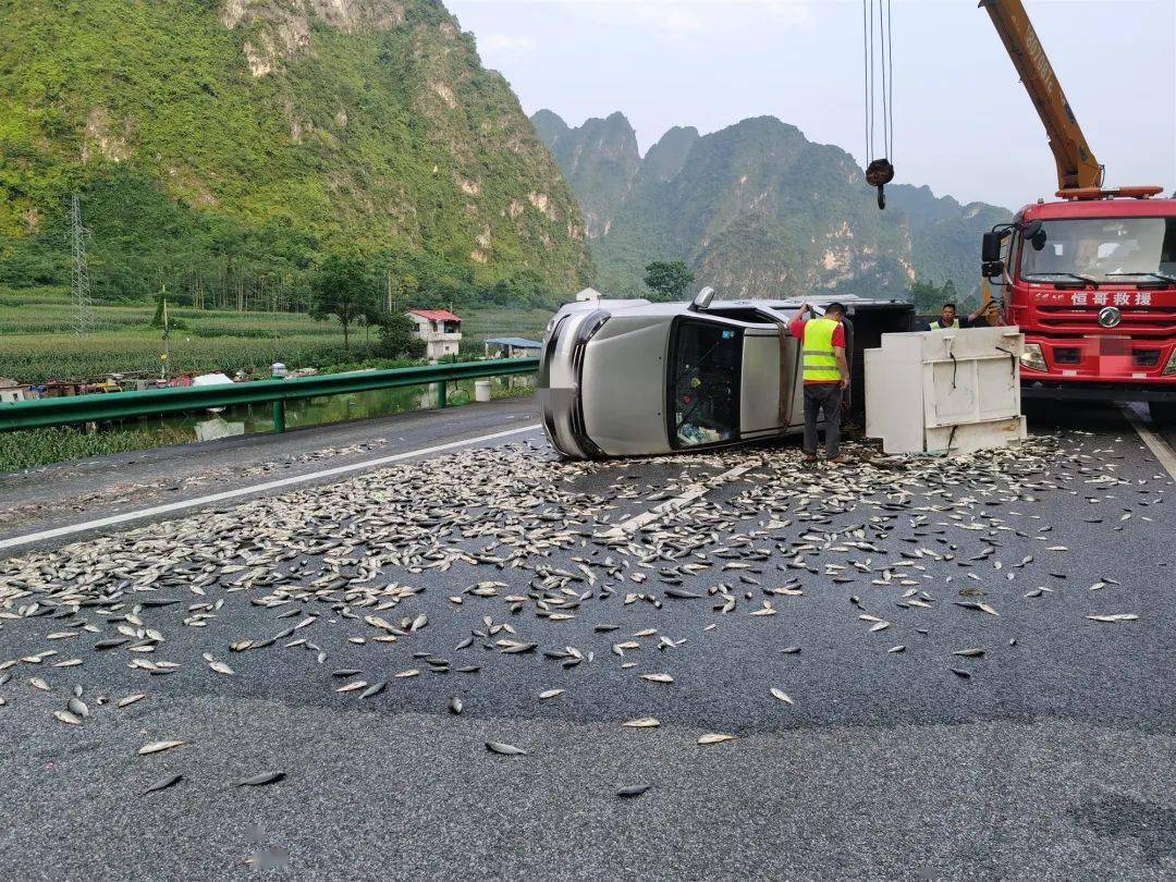 都安皮卡车爆胎侧翻千斤鱼苗倾洒高速路