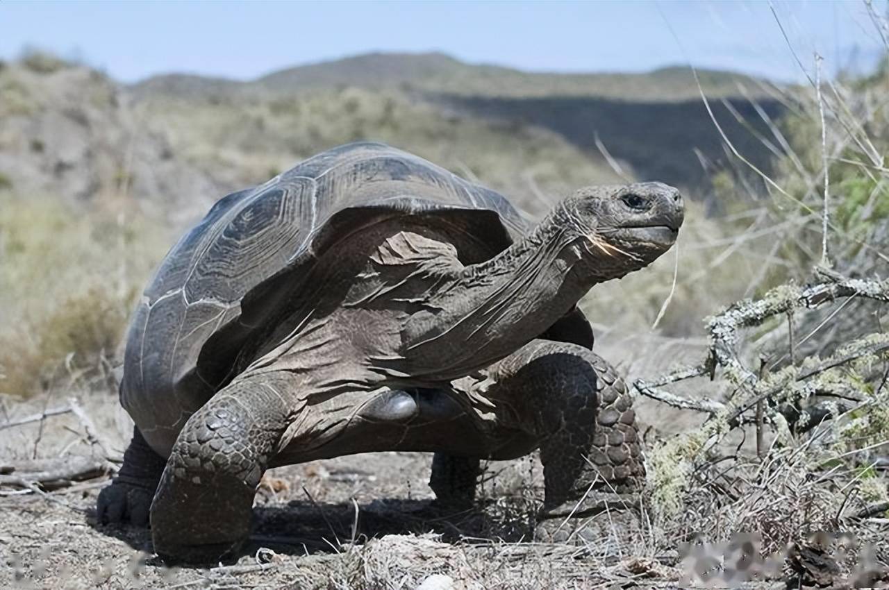 已灭绝113年的巨龟再度现身,啥情况_象龟_费尔南迪纳_物种