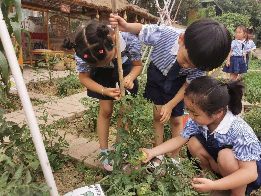 小菜园 欢乐多-精彩活动 - 常州市天宁区红梅幼儿园