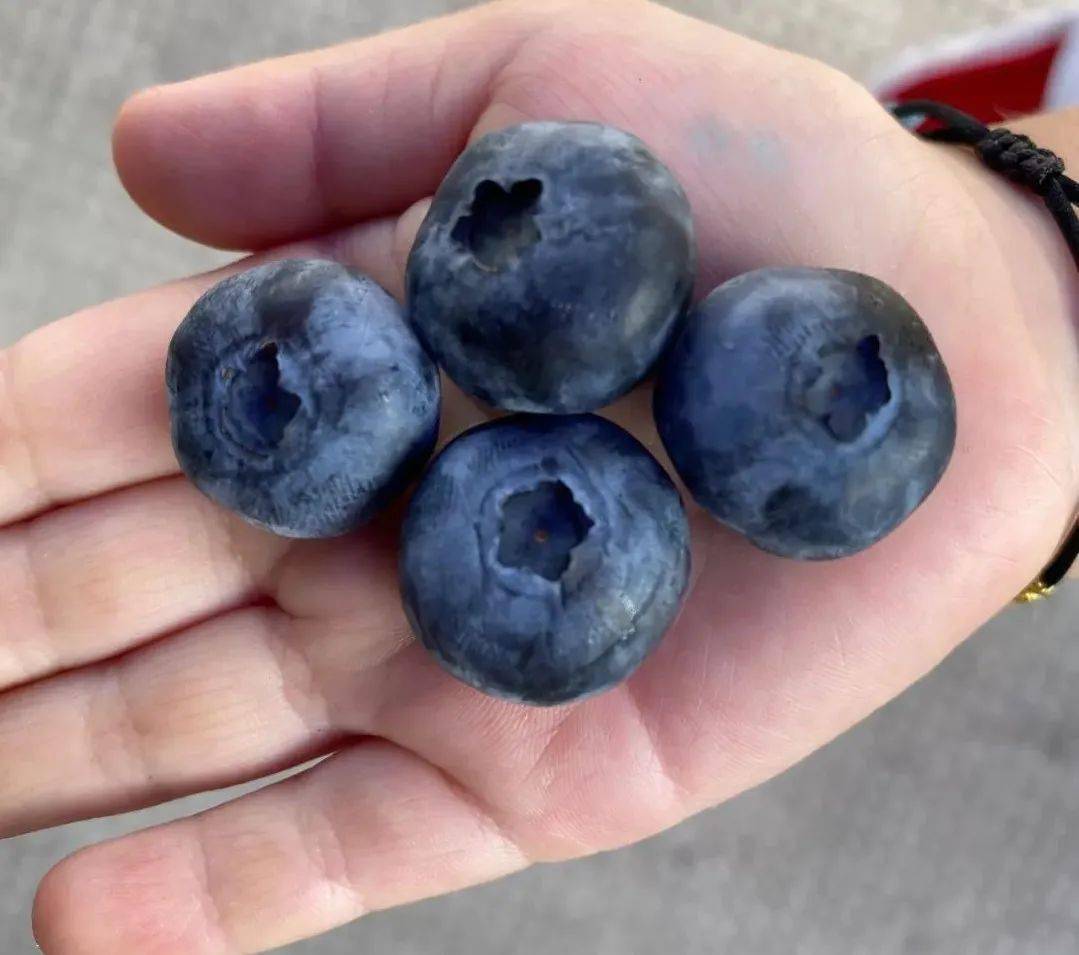 夸张诸暨惊现巨型蓝莓1元硬币那么大