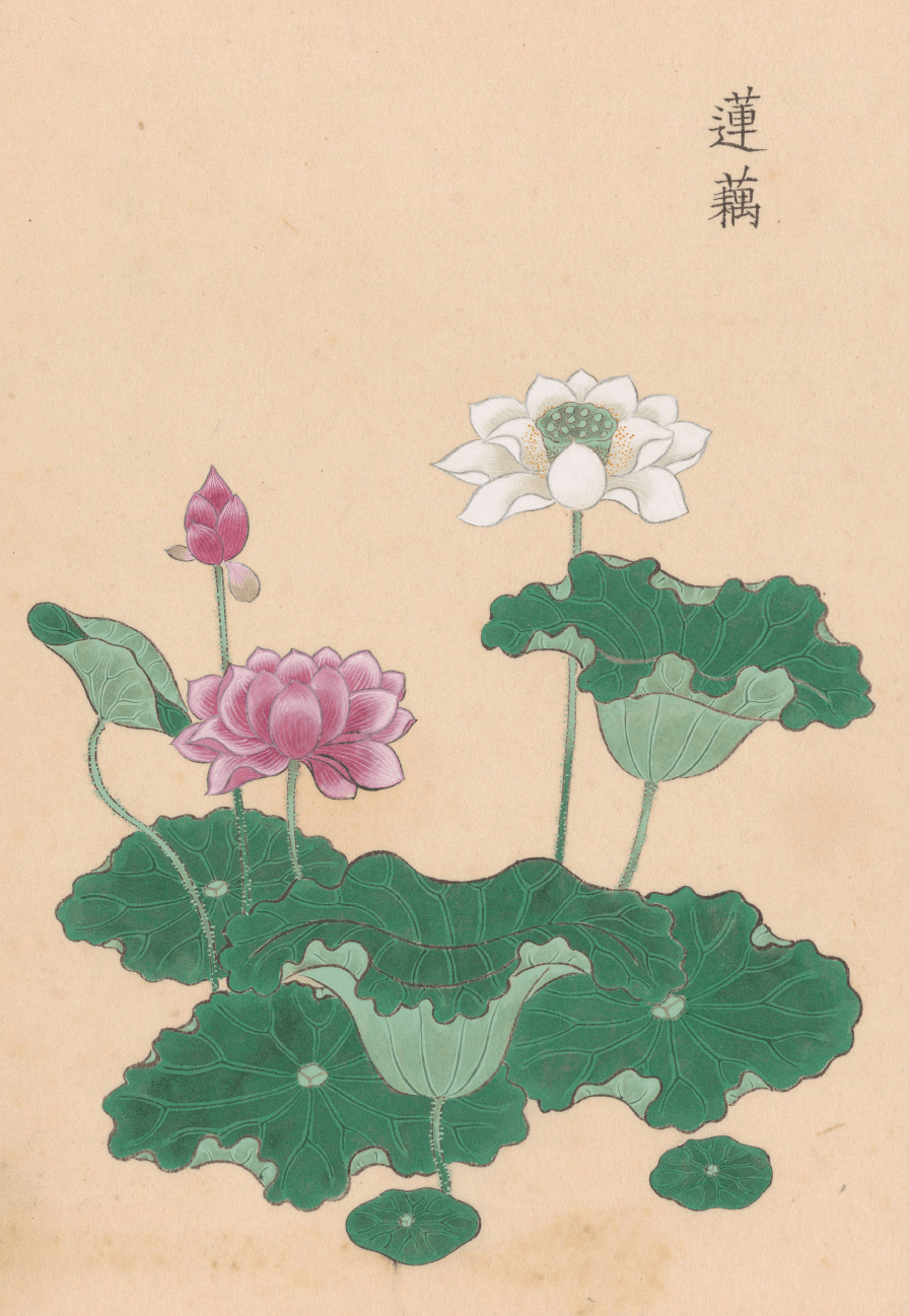 �������˱��µĺɻ�����������Ӱ����������