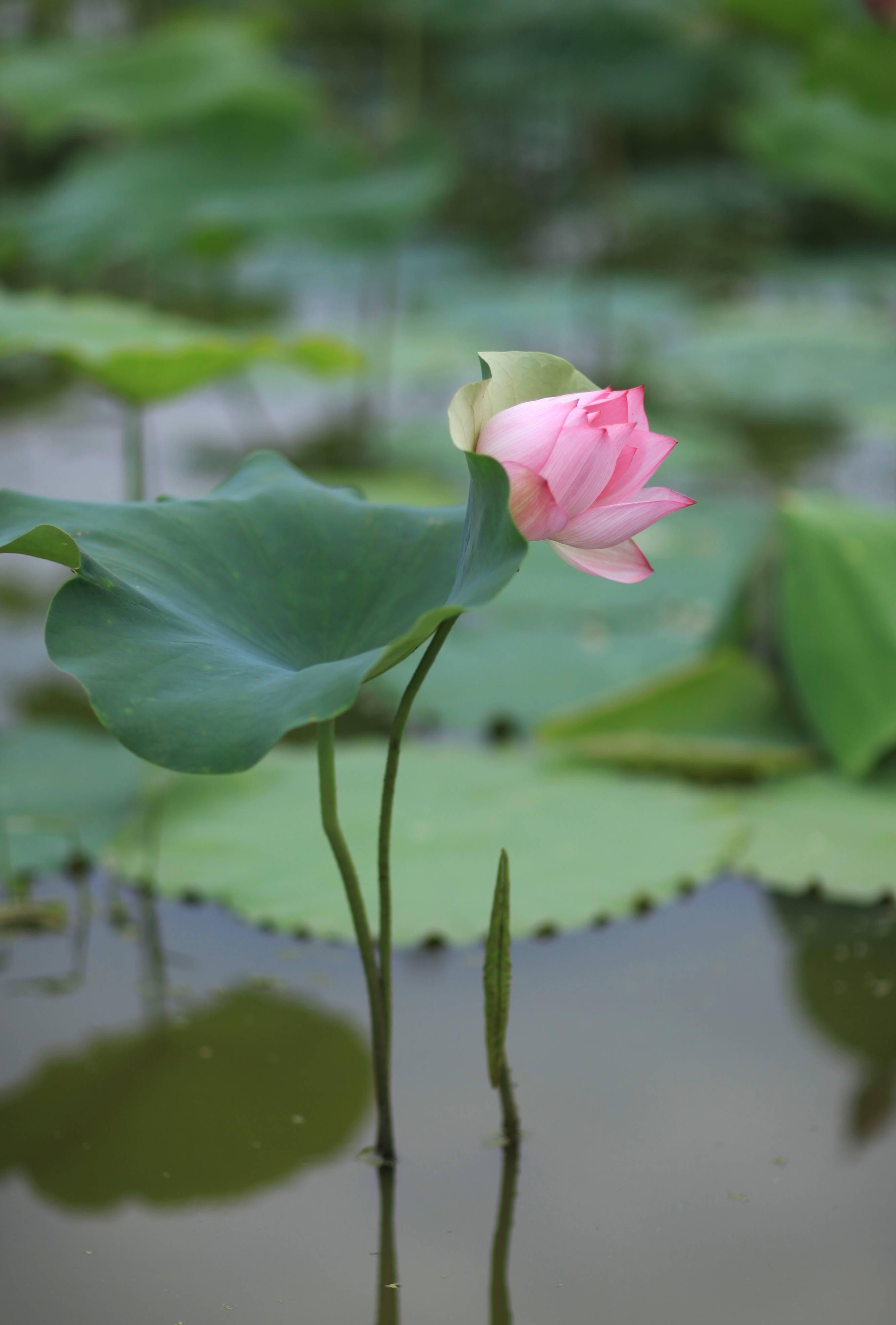 �������˱��µĺɻ�����������Ӱ����������