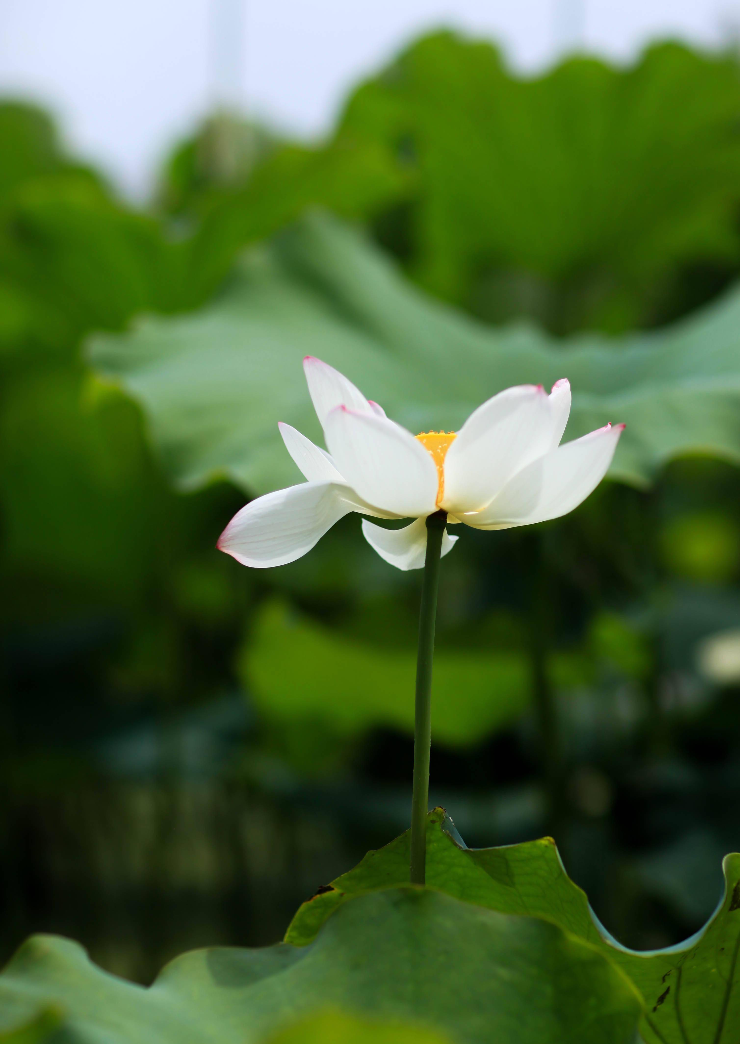 �������˱��µĺɻ�����������Ӱ����������