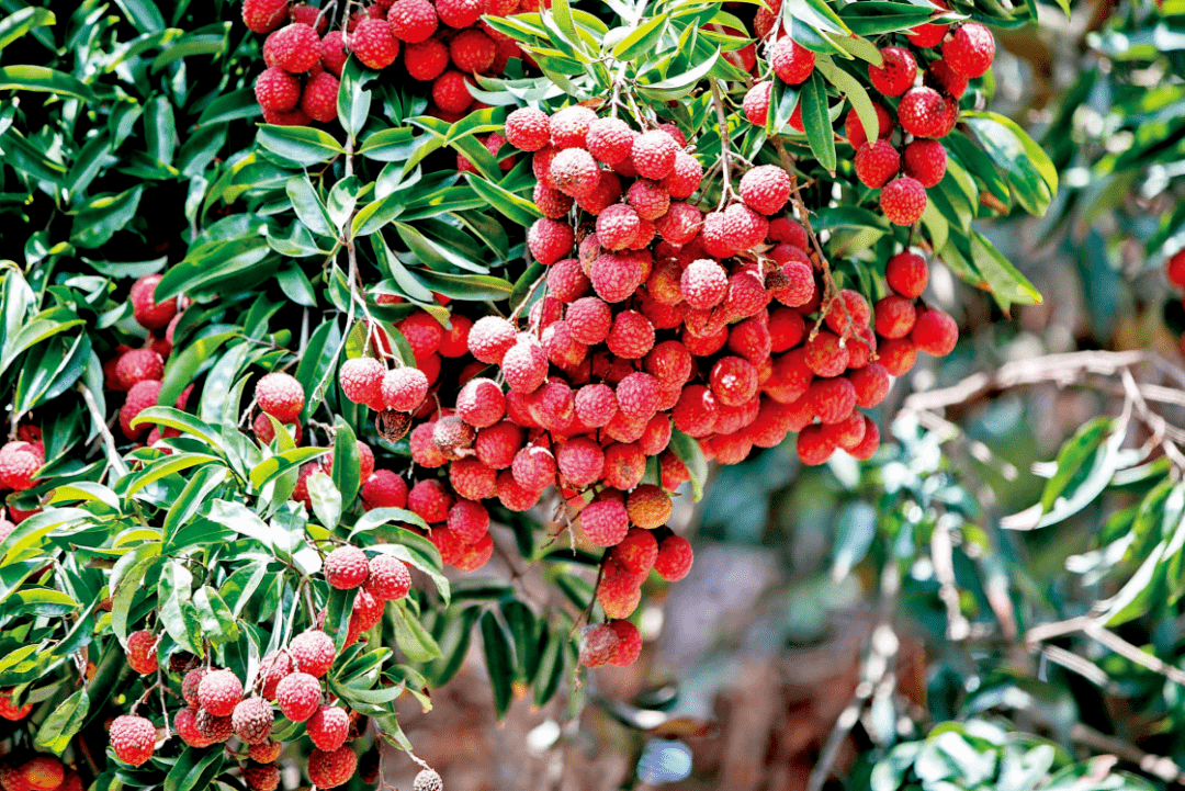 荔枝来啦黄田荔枝于本周六正式开始采摘上市