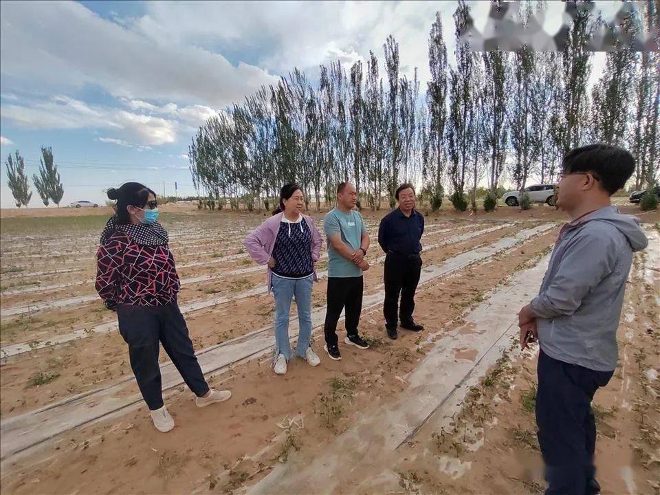 指導棉花品比試驗,示範工作下午,路戰遠研究員一行先後赴杭錦後旗頭道