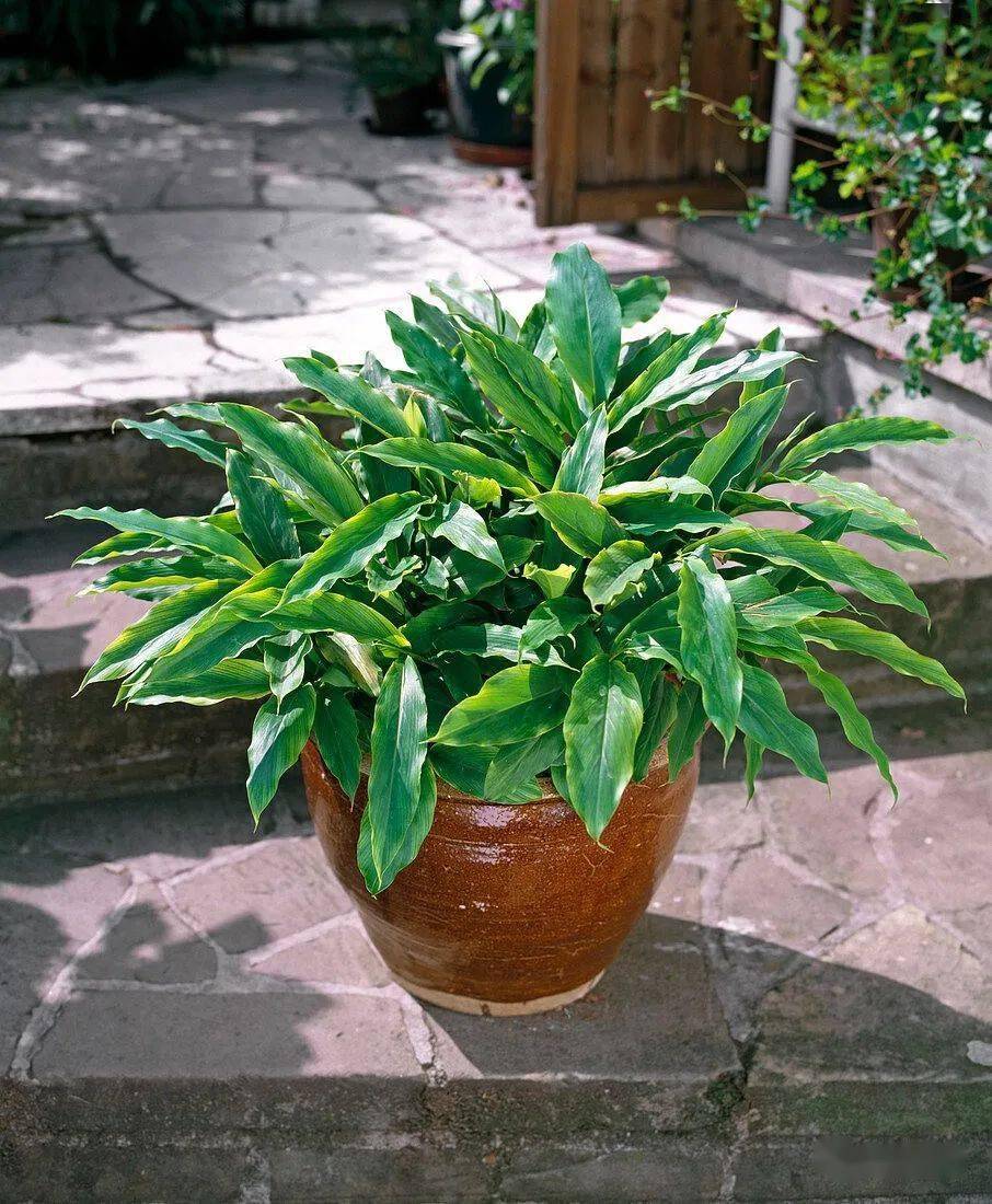 鲜嫩微甜盆栽生姜的快乐你值得拥有