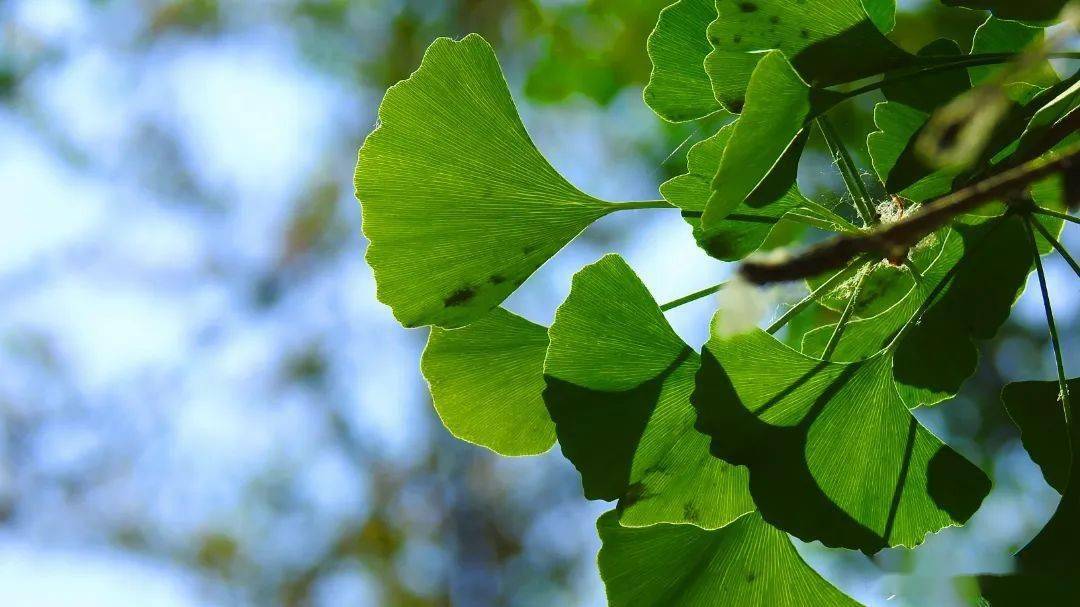 相约!四疃银杏林 邂逅夏天的美好