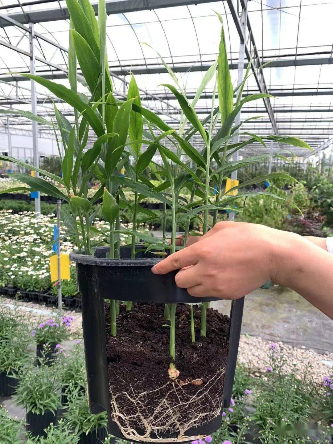 产地实拍图块茎膨大后还可以一边生长,一边随吃随取.