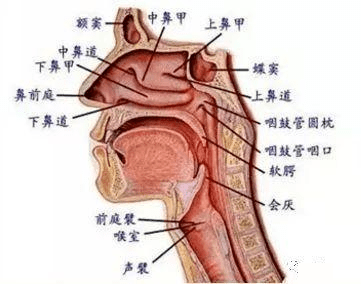 鼻咽后壁位置图片