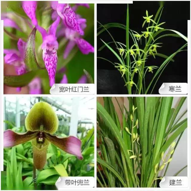 最经典的兰花类品种与花色大全,建议收藏!_植物_中国人_古代
