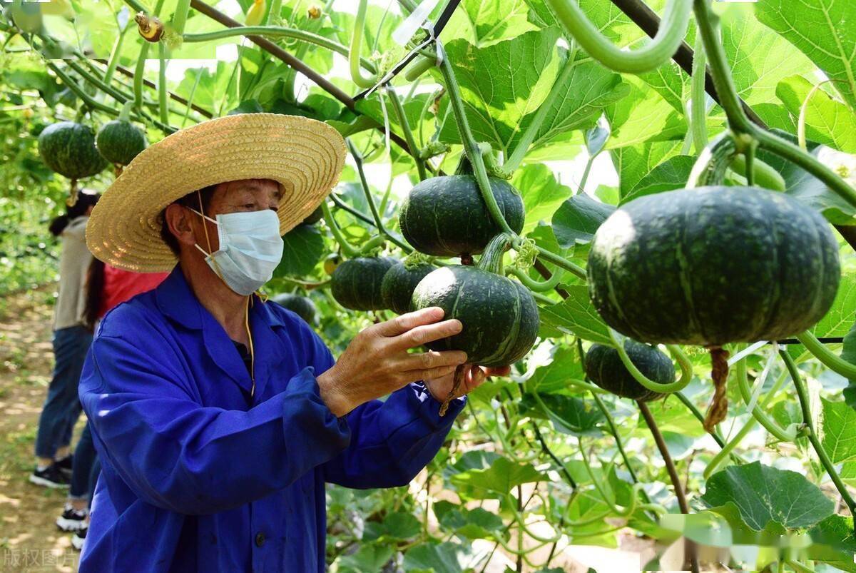 丝瓜南瓜西瓜冬瓜坐不住瓜学会四个窍门产量翻倍