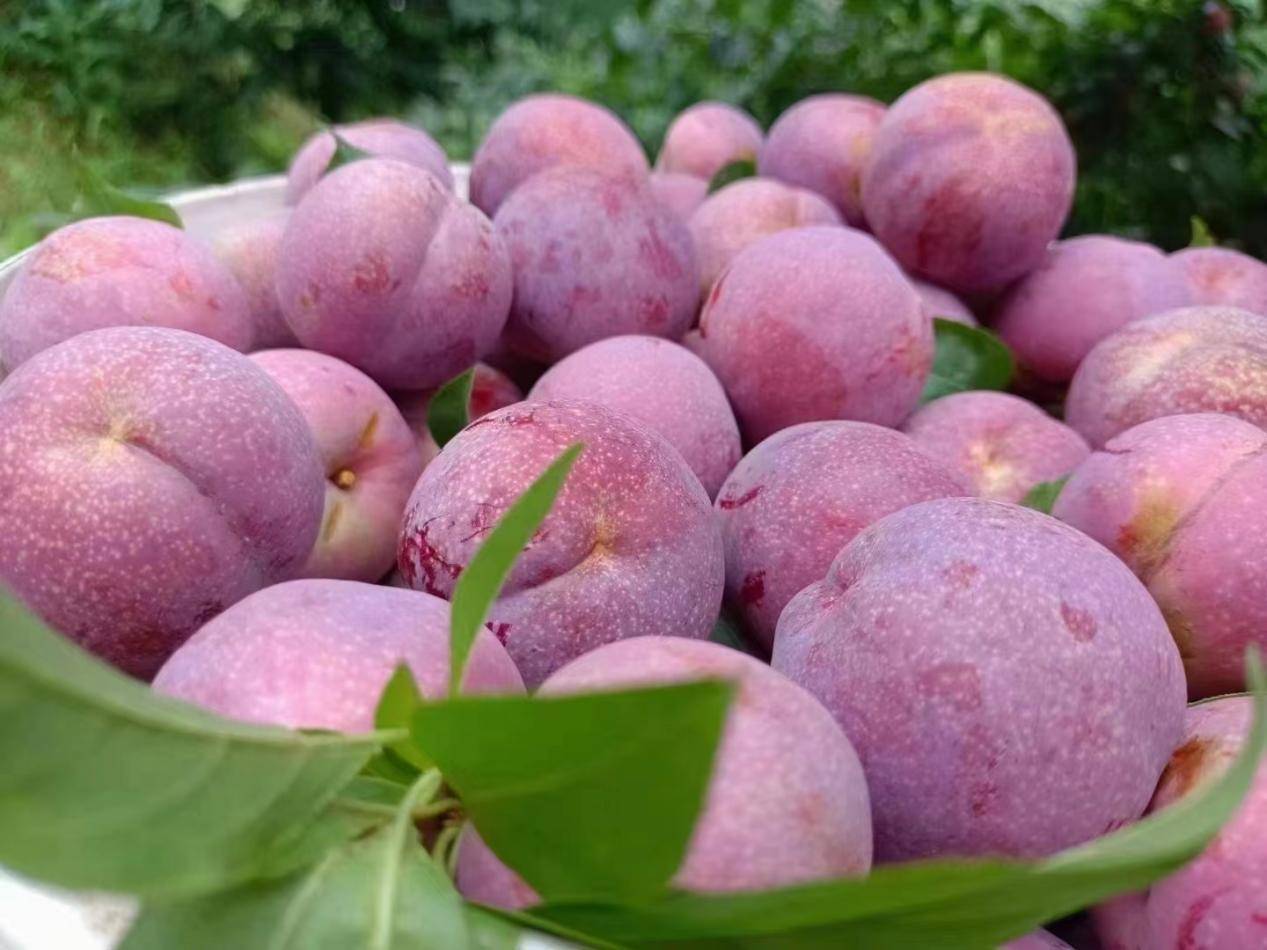 品银妃正当时中国李乡信宜钱排迎来甜蜜时光