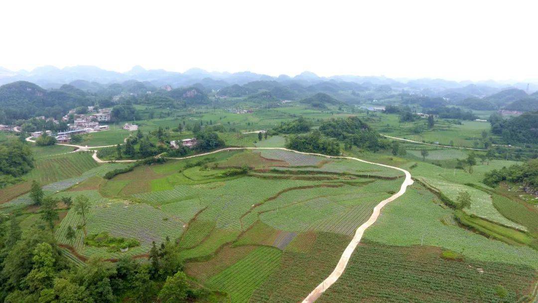 织金县化起镇:千亩粮油综合示范基地好风光_大豆_种植_土地