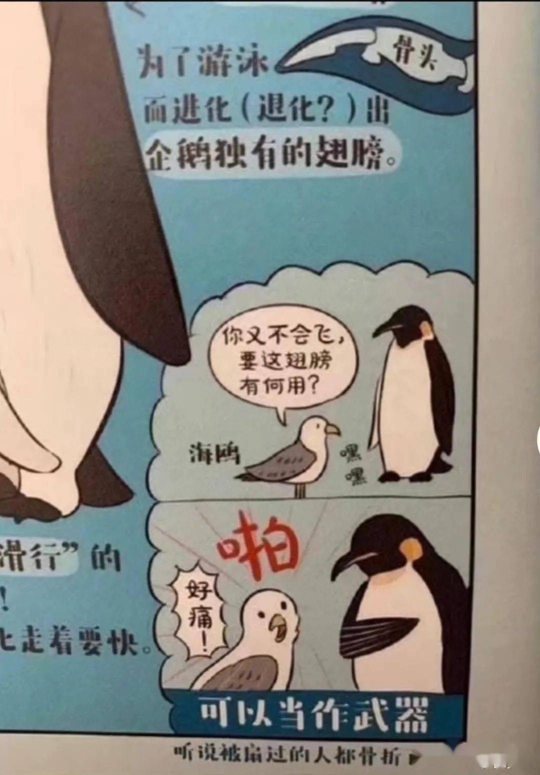 世界上最珍稀的企鹅，外表霸气逼人，内心超社恐，反差感太萌！_搜狐网