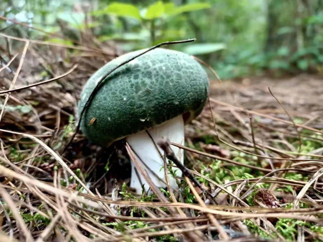 毕业季游玉溪菌香时节来易门赴一场菌子之约吧