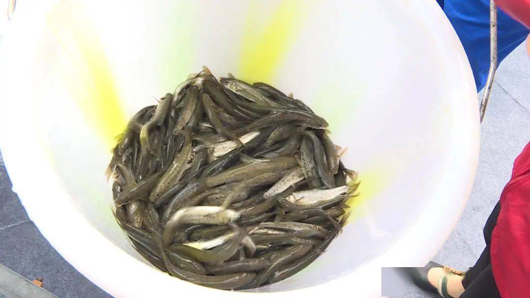 22万尾鱼儿落户大渡河