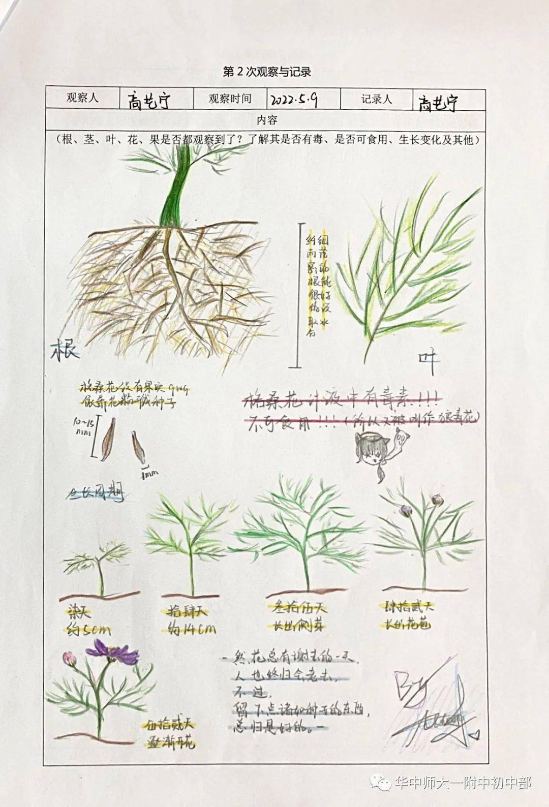 植物种子调查表图片