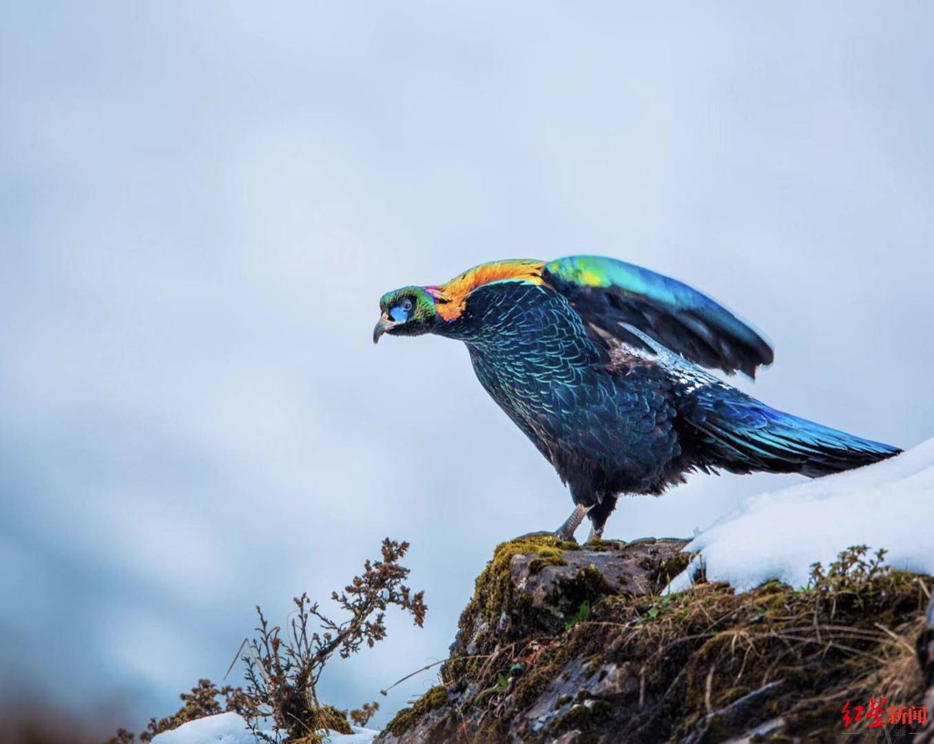 四川西昌新开鸟类生态博物馆，国家一级重点保护物种绿尾虹雉被列为市鸟