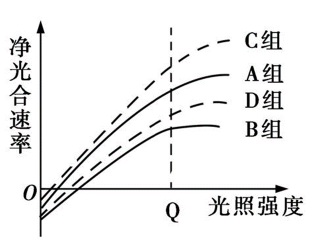 光合作用曲线图常考图片