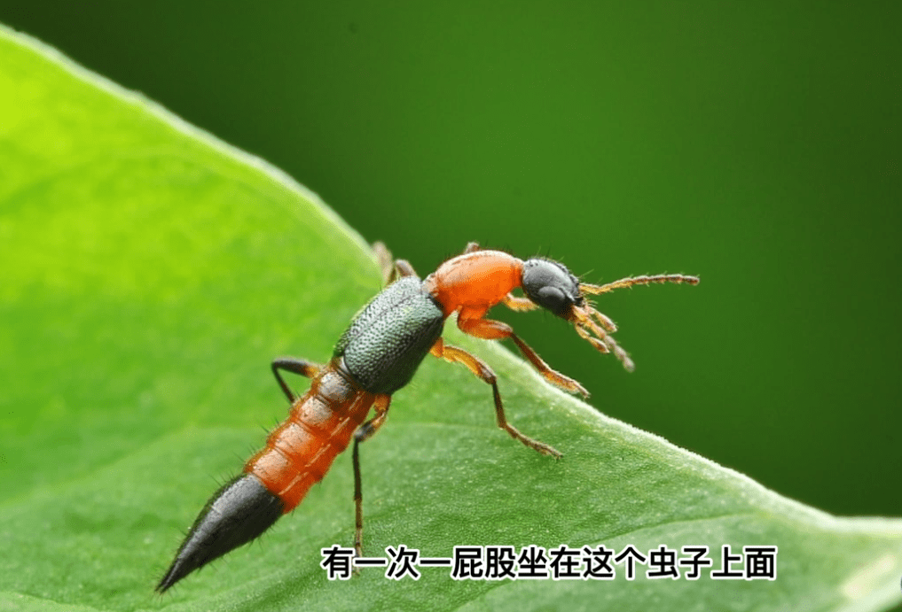 這種蟲子就是隱翅蟲.出現紅腫,水泡甚至潰爛.