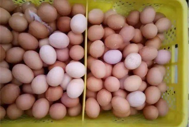 最近有养殖户打电话来询问自家鸡场的鸡蛋蛋壳颜色变白变浅是怎么回事