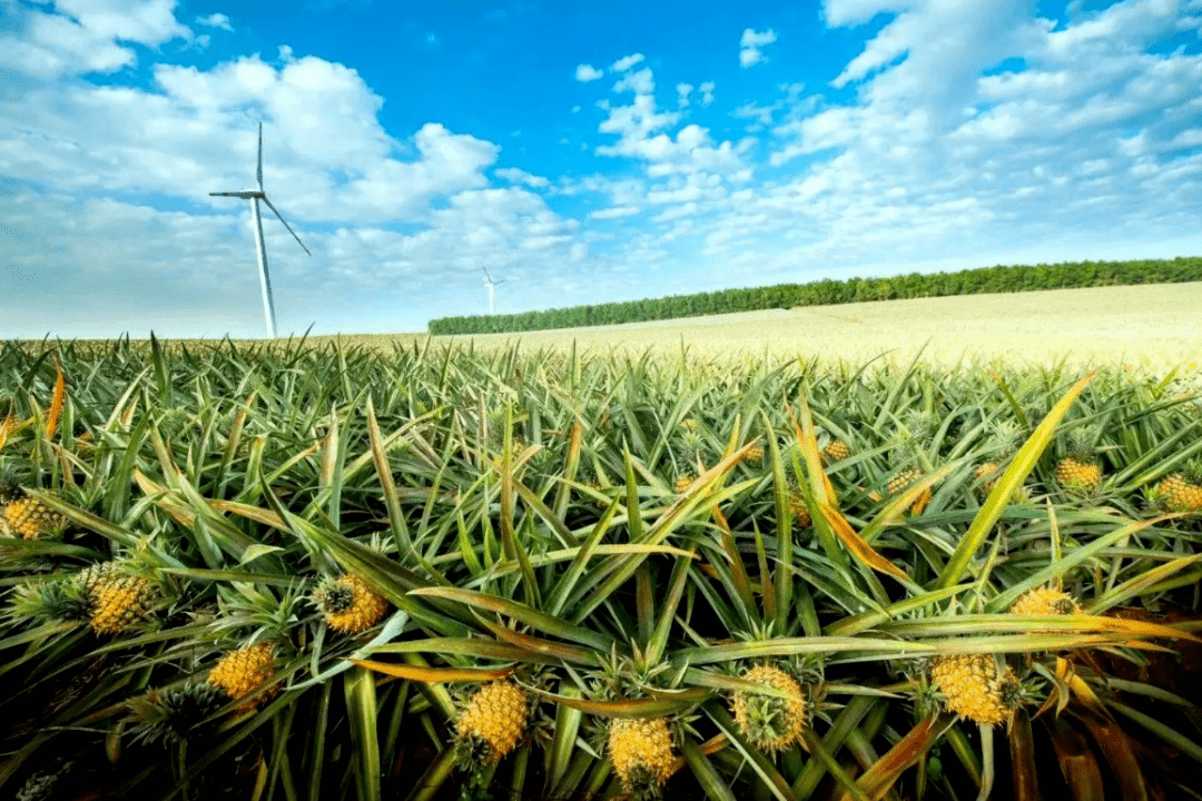 菠萝的海攻略全年免费开放地址:广东省湛江市徐闻县曲界镇自由行行车