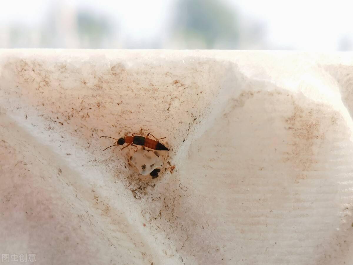 农业的好帮手隐翅虫毒液像硫酸落到皮肤上千万别大意