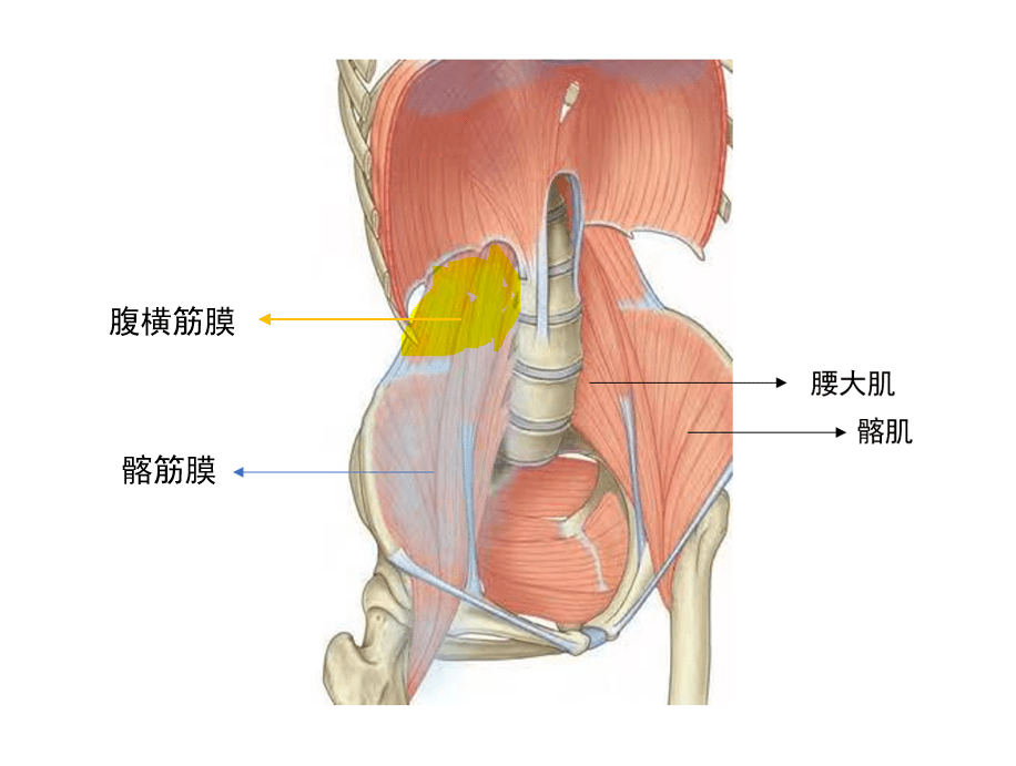 图5:腹横筋膜和髂筋膜的延续