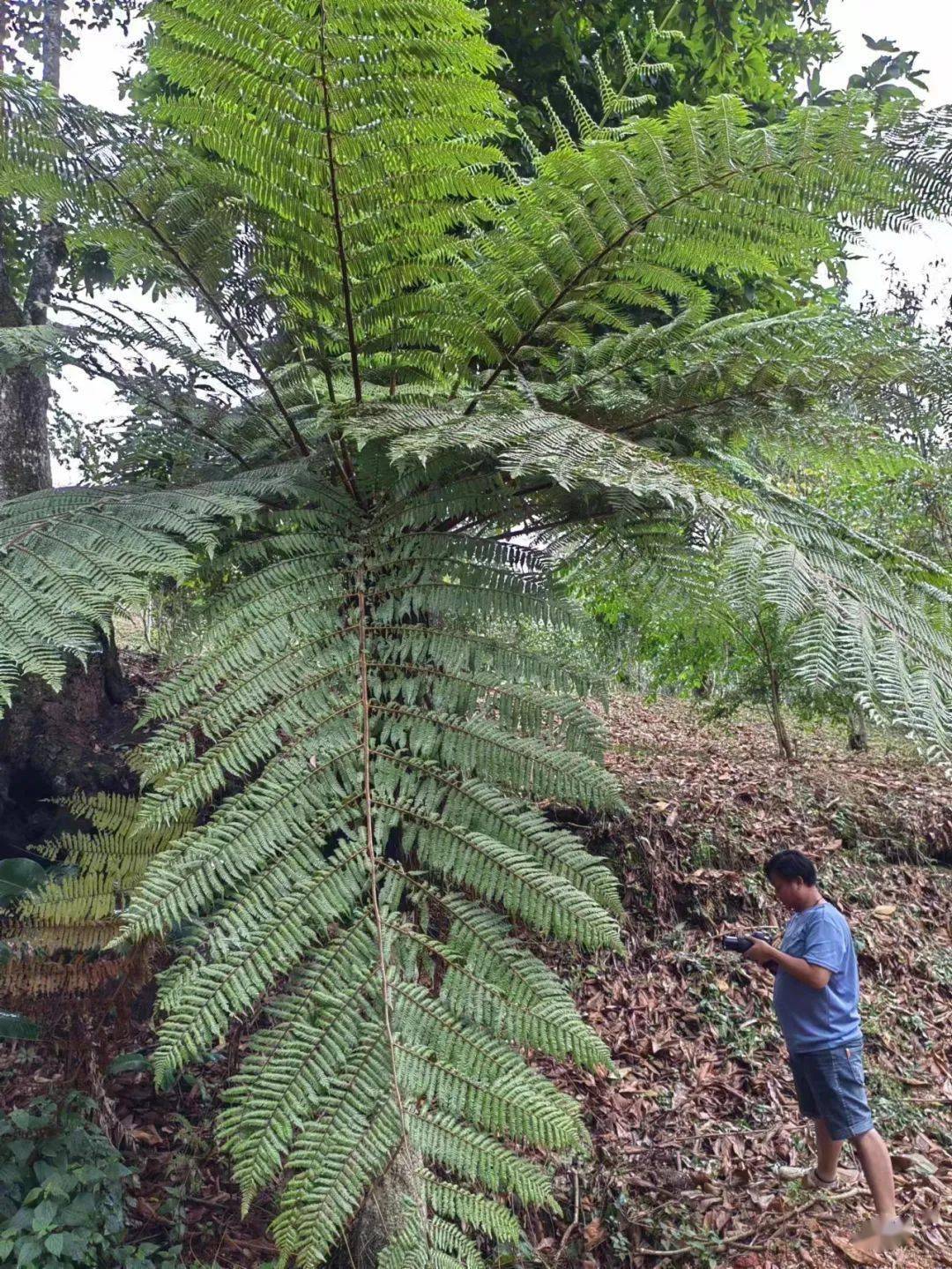 澜沧富邦发现恐龙同时代的蕨王桫椤群