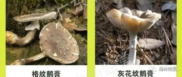 注意！3天抢救11人，广东近期高发！这东西要注意_食用_荔枝_李翠珍