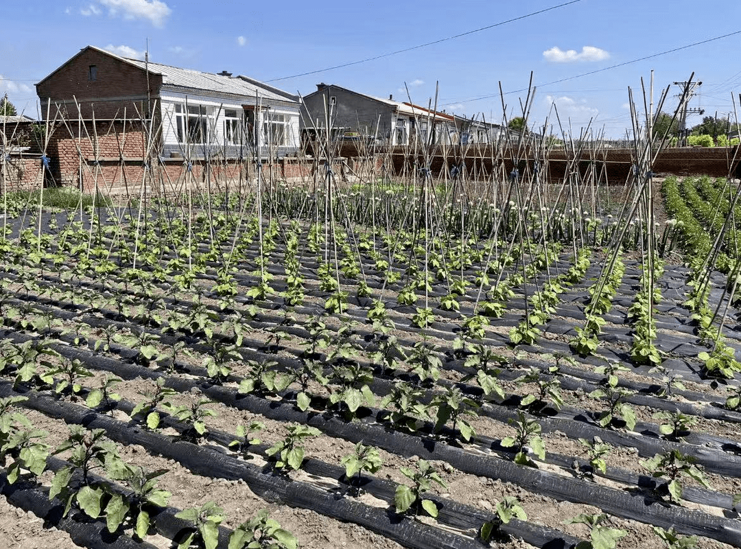 半亩小菜园三五千块钱兰西县多措并举打造农民增收新的增长点