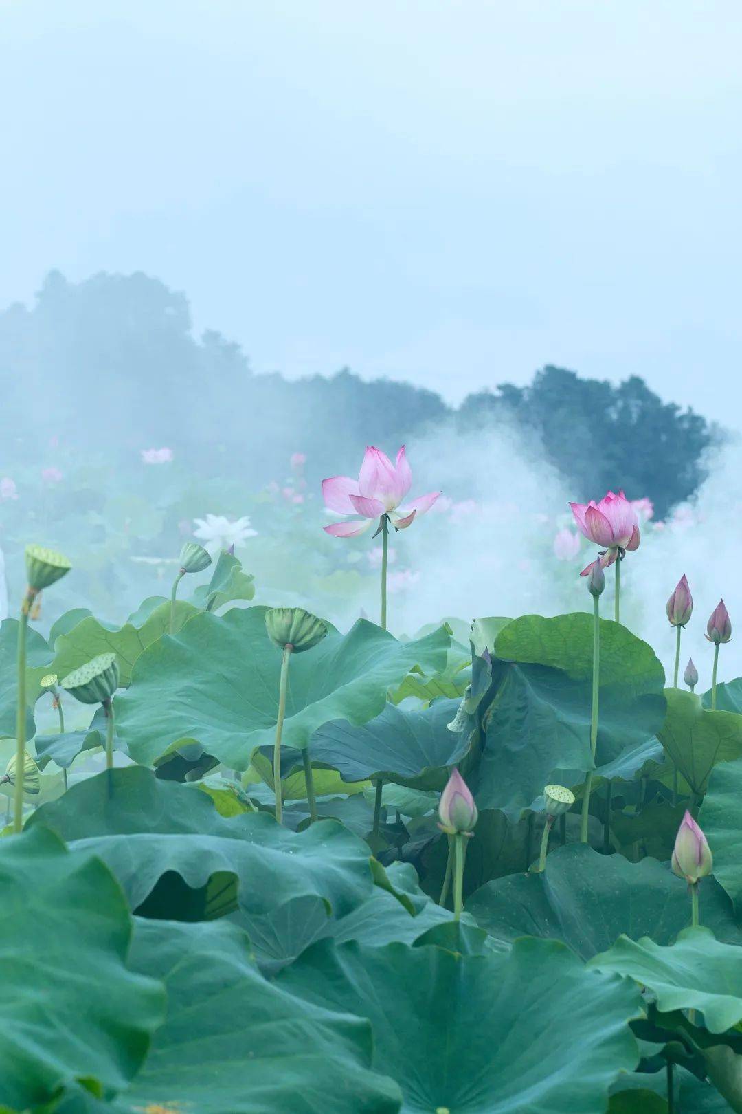 宋·杨万里《暮热游荷池上》(其三)还有一首《暮热游荷池上》,描写的