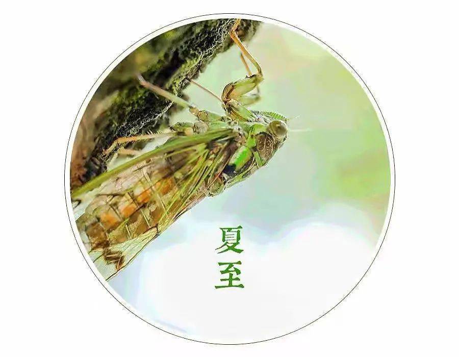 今日夏至声声蝉鸣响悠悠夏日长