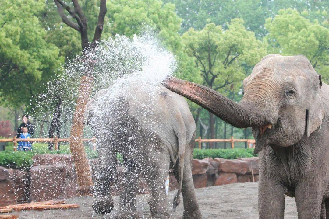 动物们来支招来个避暑凉方