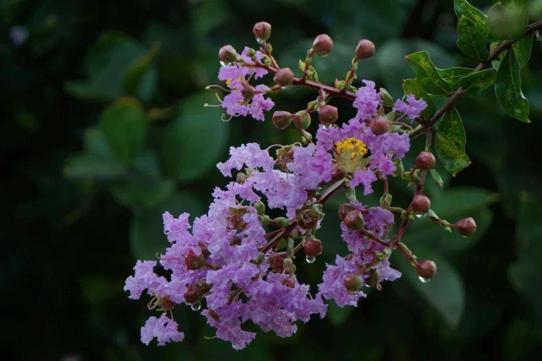 夏至詩話|美食,芭蕉與繁花_江南梅_白居易_蘇州