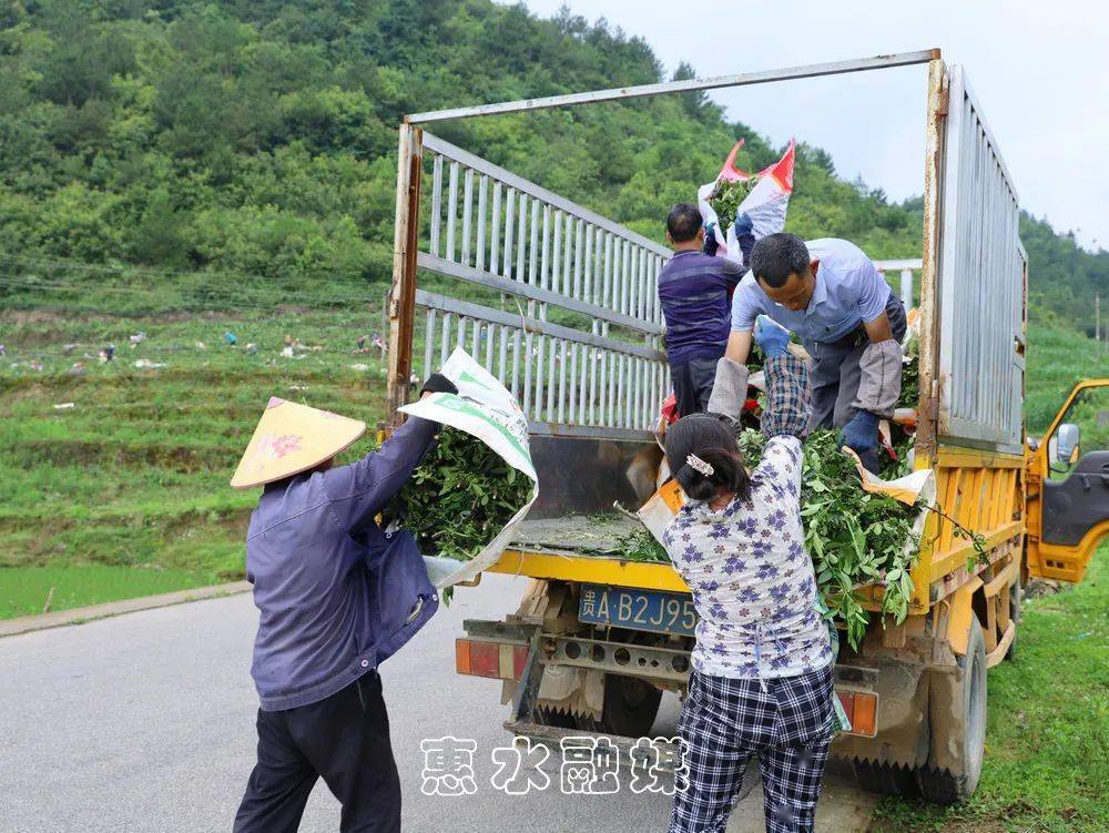 惠水斷杉:千畝花椒迎豐收 椒香四溢富農家_斷杉鎮_光榮村_種植