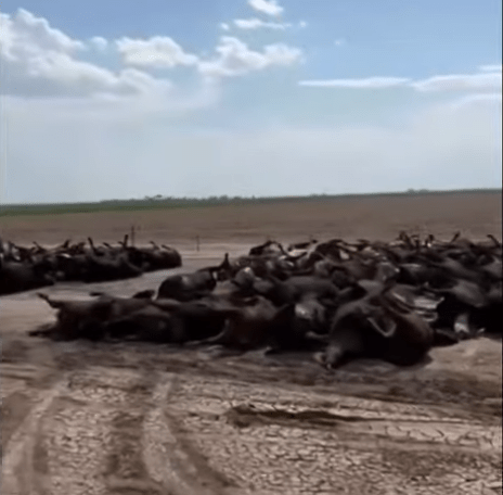 热浪不断，美国堪萨斯州热死了两千头牛，流浪者：收留一个人就是救一条命
