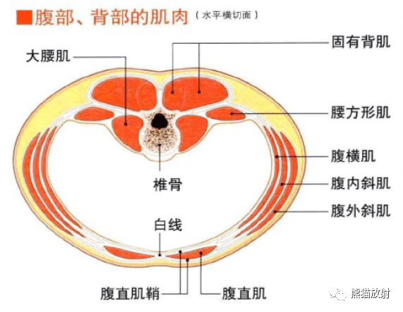 腹壁结构层次图片图片