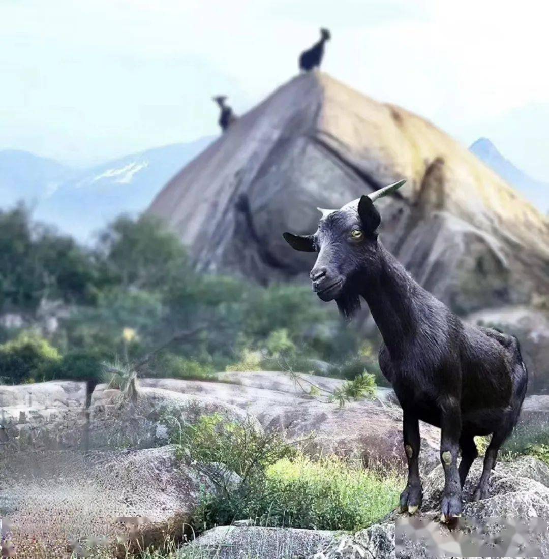 乡村振兴惠来产学研合作促进石头羊产业升级