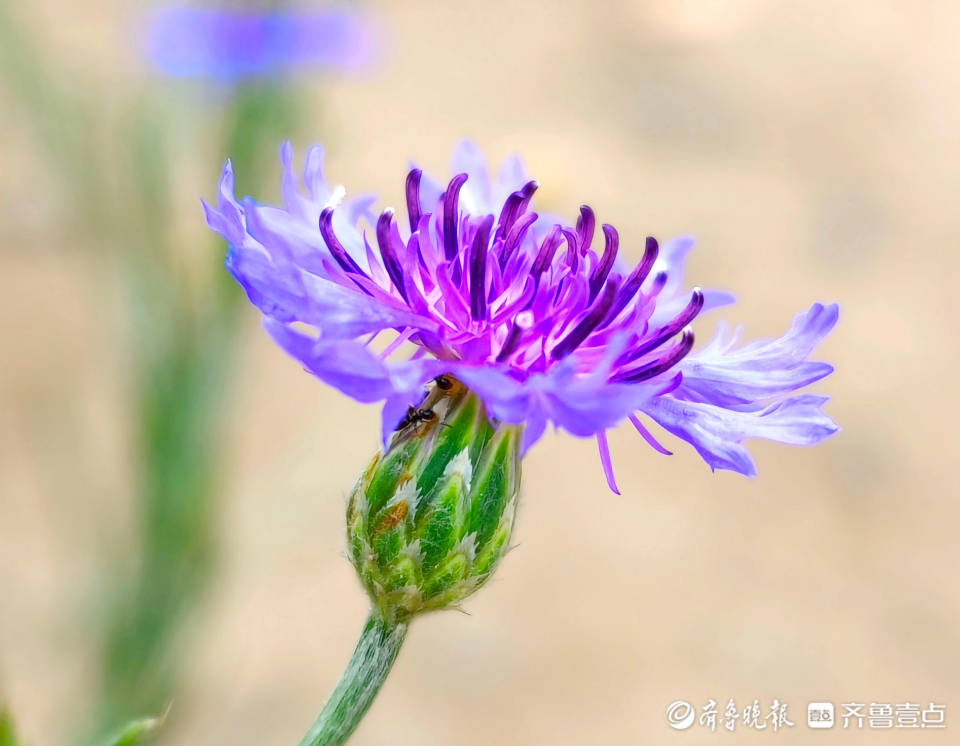 矢车菊绽放出紫色的花朵