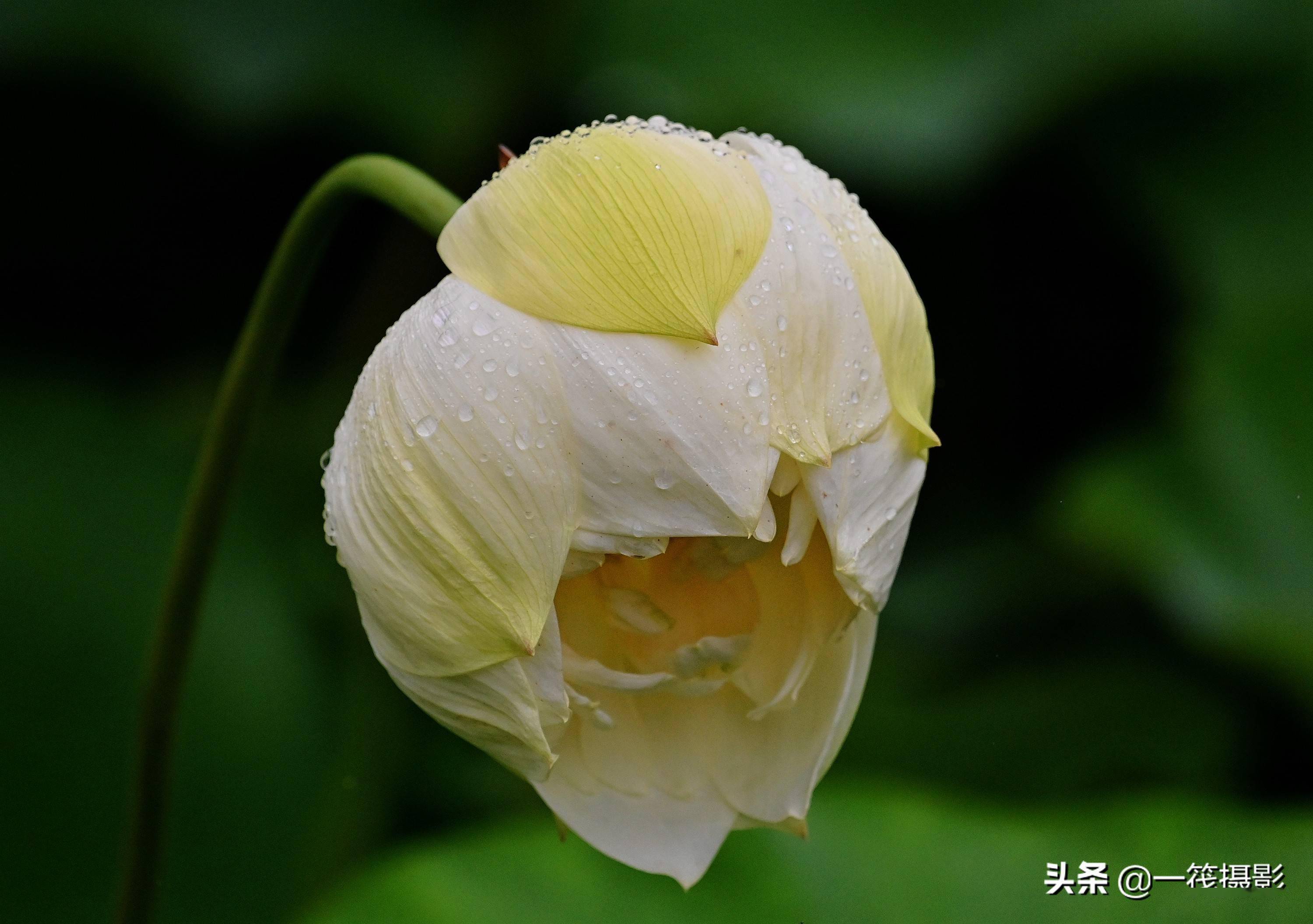 「墨脱行」在西藏拍荷花是什么感觉_莲花_白玛岗_雅鲁藏布江