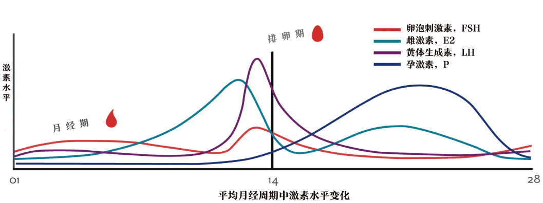 此后雌激素水平下降,于月经来潮时达最低水平.