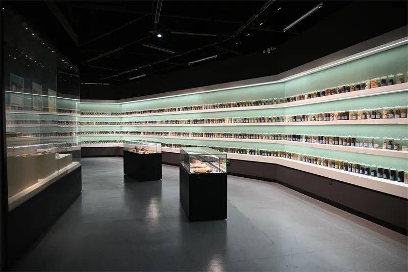 馆藏7000余件医史文物福州大学城这所高校里藏着一座中医药博物馆