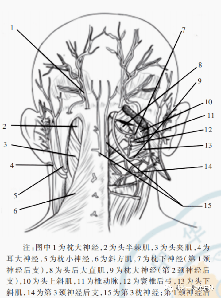 牛脊神经节切片手绘图图片