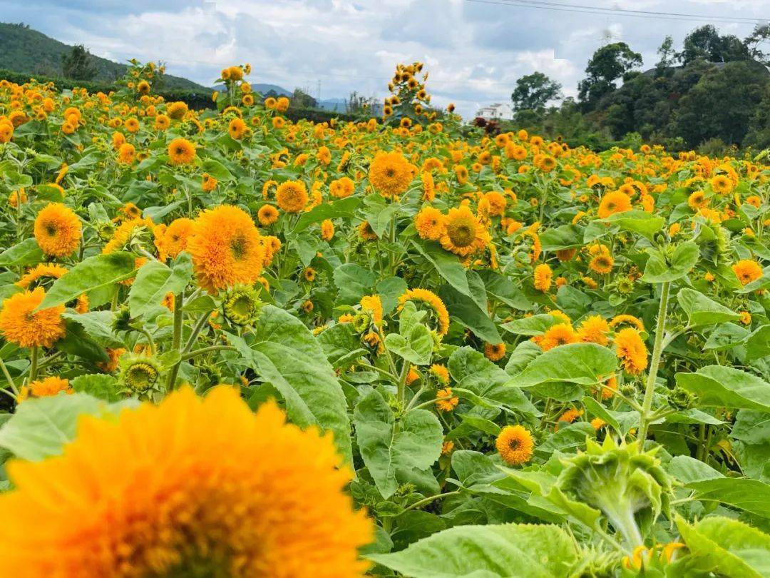 号外号外七号田庄首届捕鱼节来啦