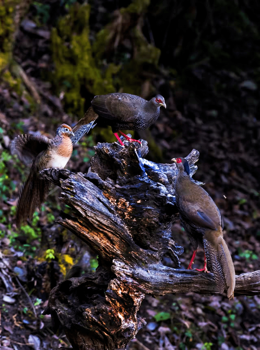 他就干起在苍山西坡捕鸟的营生,什么白腹锦鸡,长尾雉,都是他捕捉的